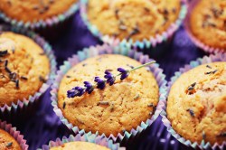 Mehrere Lavendel-Muffins nebeneinander