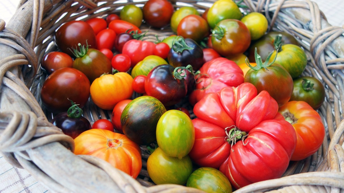 Ein Korn mit verschiedenen Tomatensorten