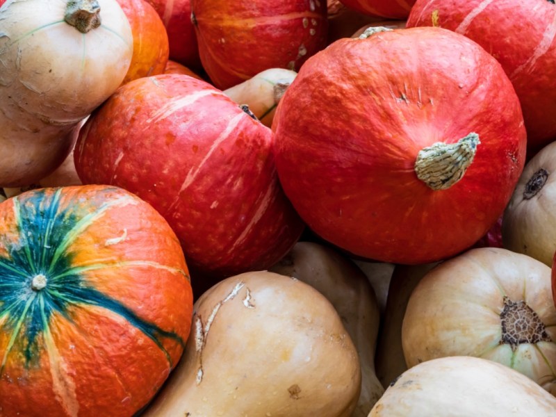 Unterschied Hokkaido und Butternut: mehrere Kürbisse übereinander.