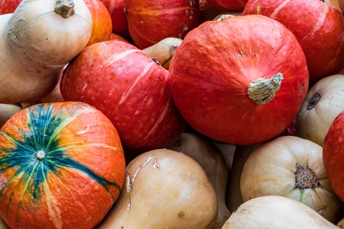 Unterschied Hokkaido und Butternut: mehrere Kürbisse übereinander.